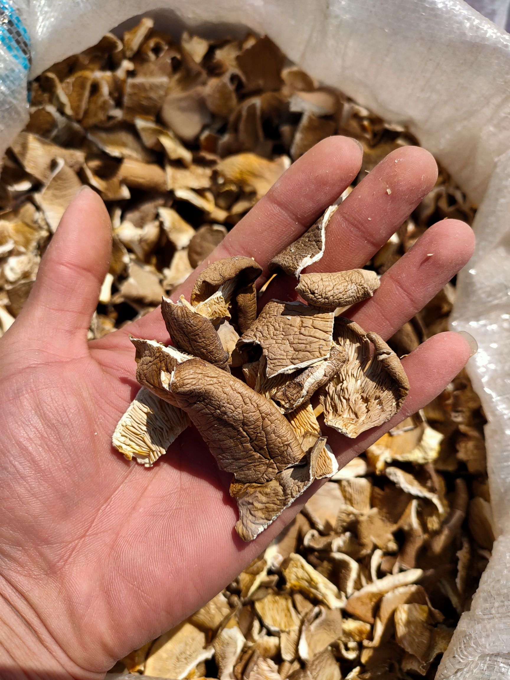 干平菇  2026年精品鲍鱼菇货源产地直发质量保证