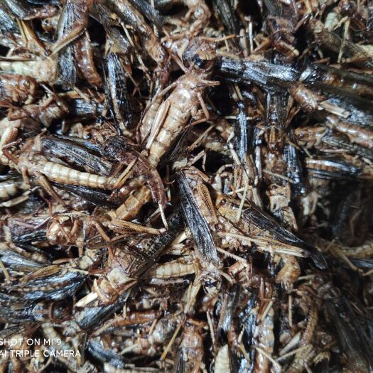 怀远县东亚飞蝗  蚂蚱油炸蝗虫加工半成品，粪便处理，口感，油炸烧烤蚂蚱串