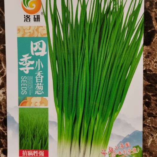 郑州四季小香葱种子家庭园艺小菜园大棚蔬菜种子