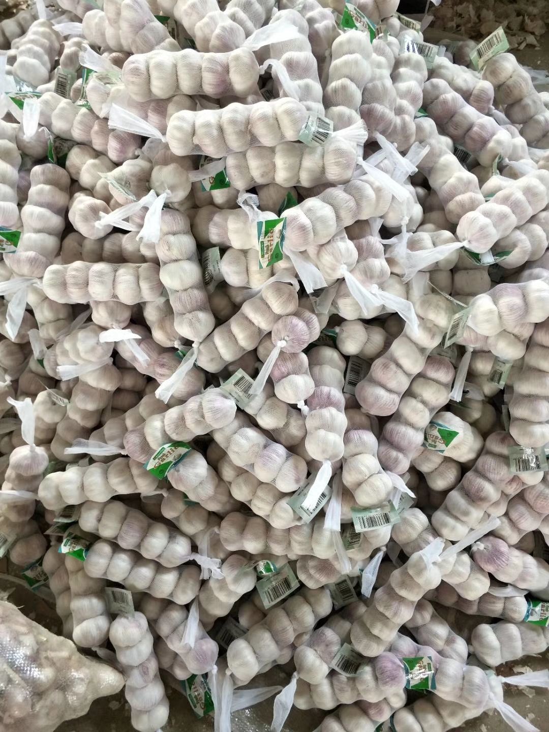 金乡大蒜，专业储存，代购，代销，供应电商，代发各地市场