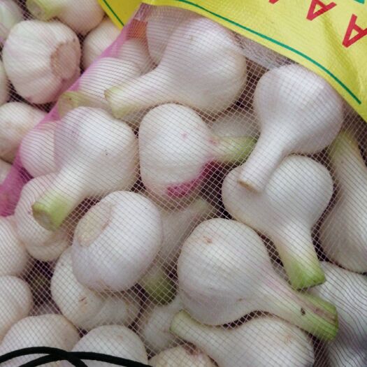商水县优质大蒜