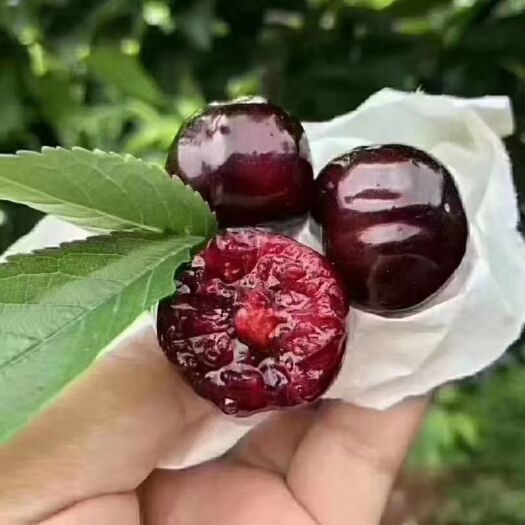 汉源县樱桃  车厘子批发零售，果园直发，现摘现发，保质保量，质量认证