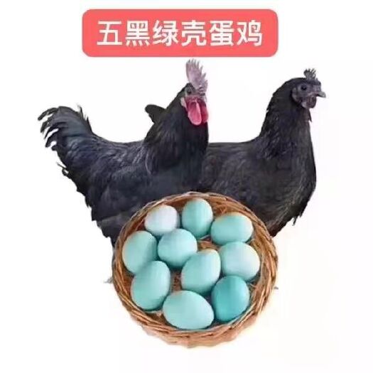 南宁五黑鸡苗 五黑一绿绿壳蛋鸡苗 绿壳蛋鸡