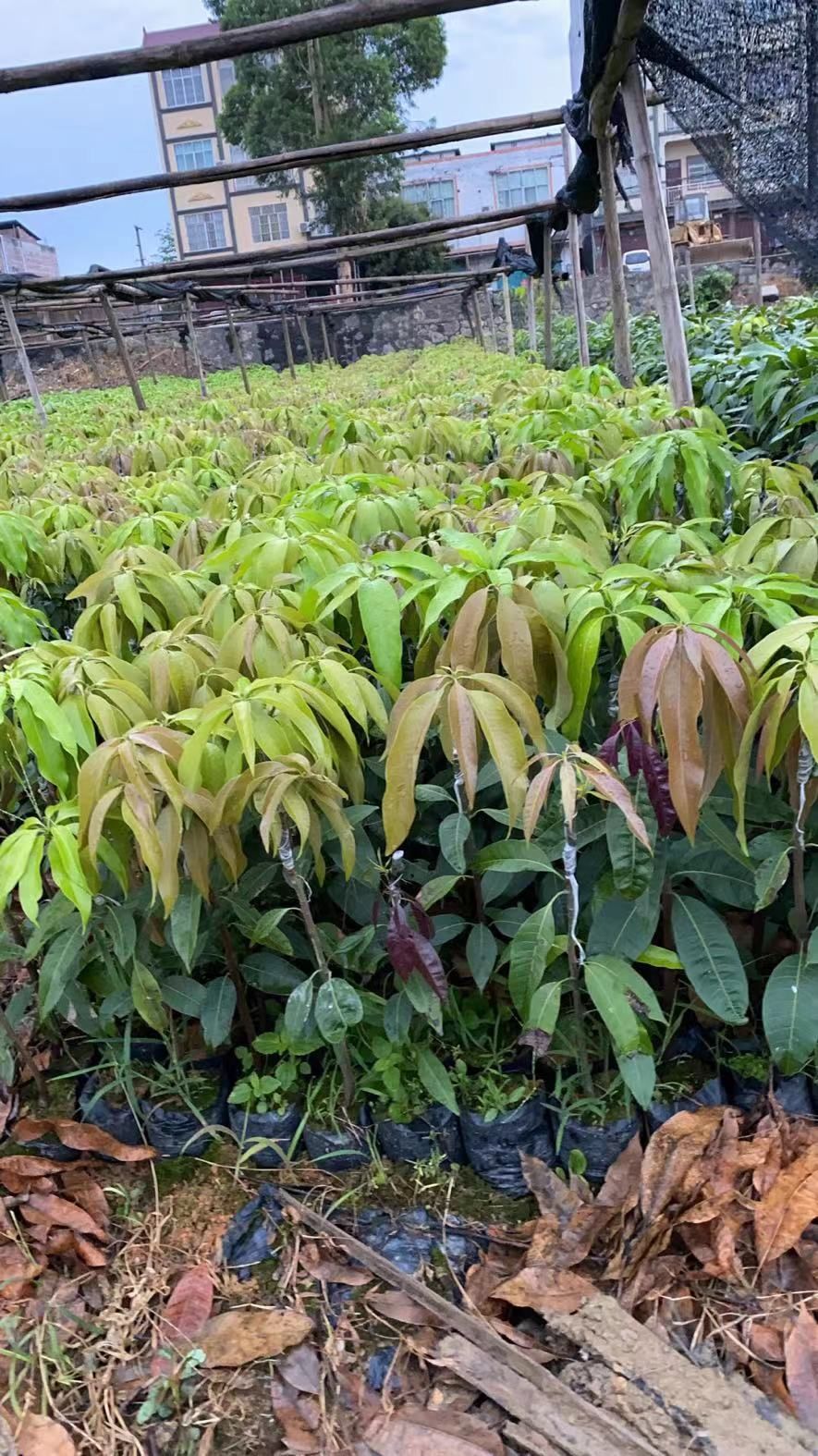 供应大量台农一号芒果苗，台农苗，台农一号嫁接苗