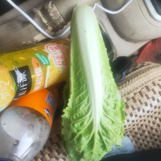 曹县上海青 精品小棵小油菜。精品生菜。芹菜。杭白菜。大量上市，