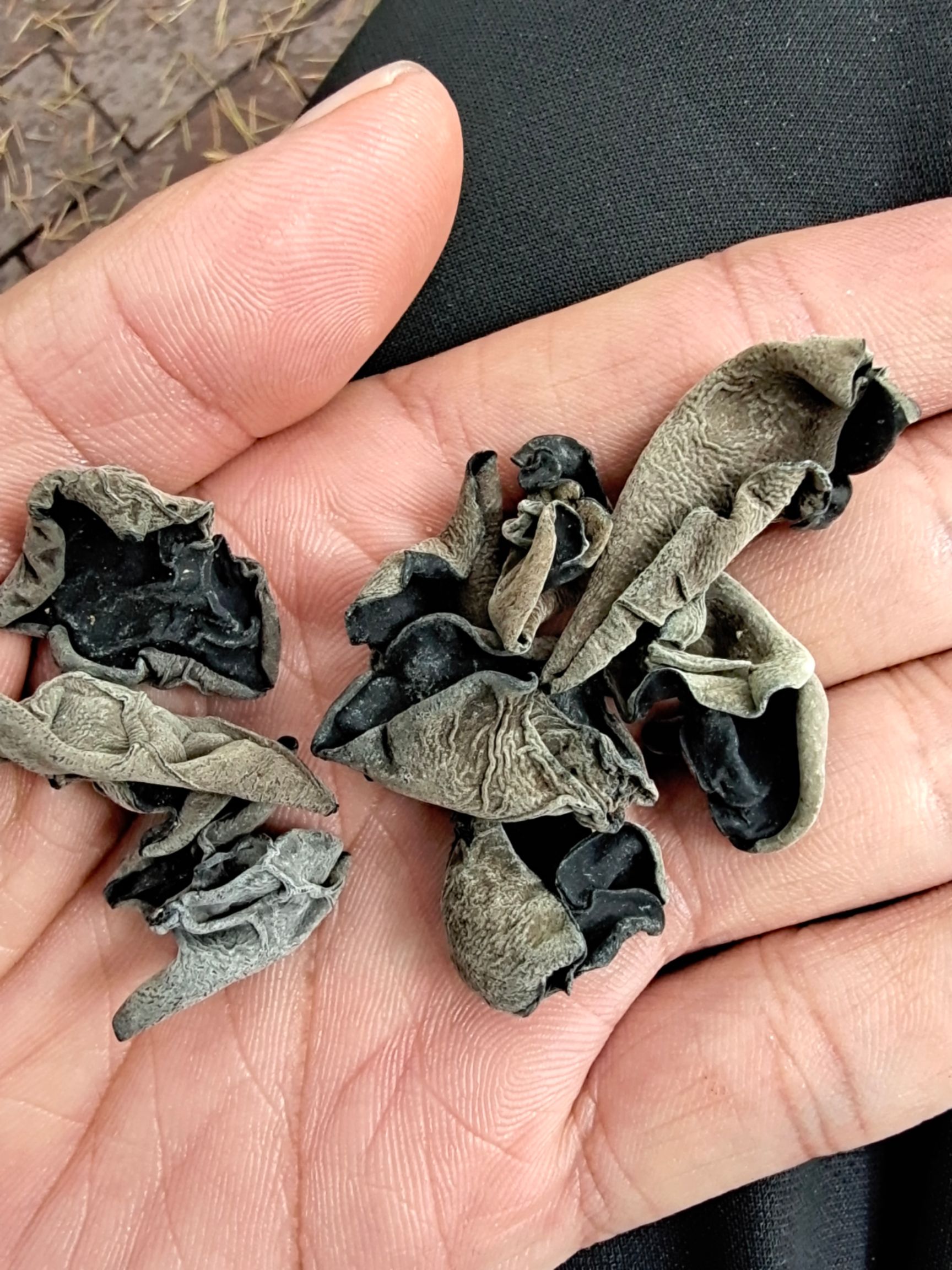  秦岭深山黑木耳