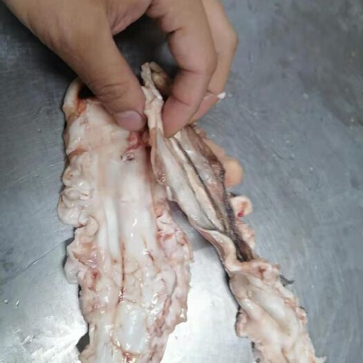 大连花胶鱼胶鲜货正品深海鳕鱼胶鱼肚鳔海鲜滋补鳕鱼胶