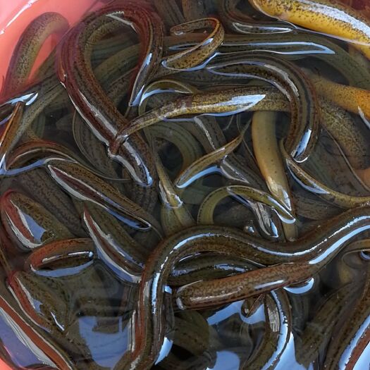 海宁市黄鳝 水沟田间纯土鳝鱼，每条2两以上的，可批发可零售