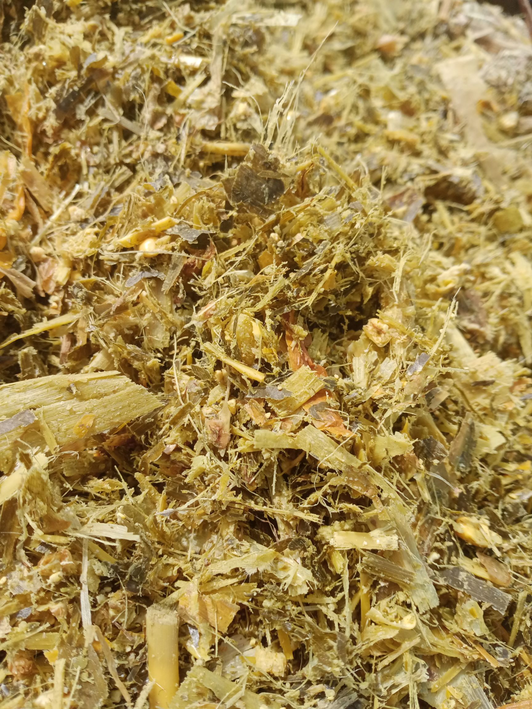 玉米青贮 大量出售散货和打包好的带棒青储草需要的抓紧时间