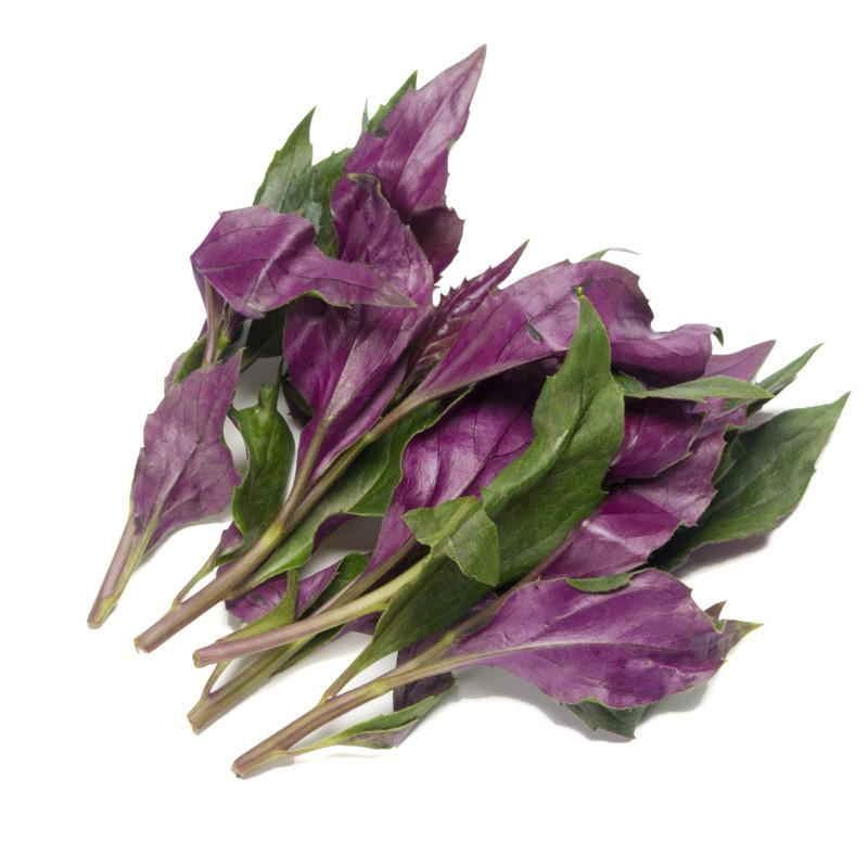 紫背天葵  紫背菜，又名观音菜，货源充足，保证质量