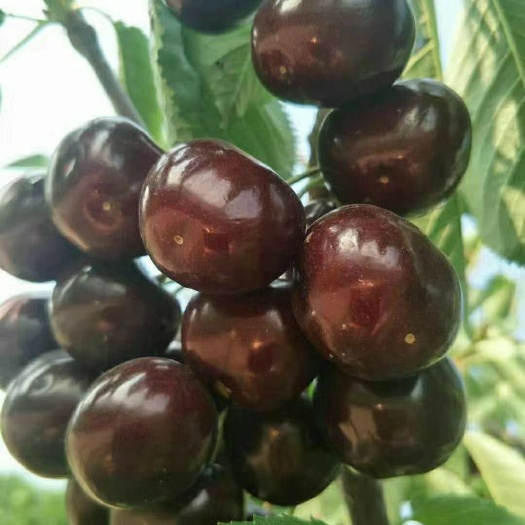 绛县红灯樱桃  大樱桃 5斤一箱 红灯 美早 撒米脱  黄蜜