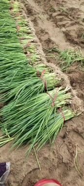 香葱  优质鲜葱苗，三叶5叶葱苗，物品价廉品质保证精选葱苗