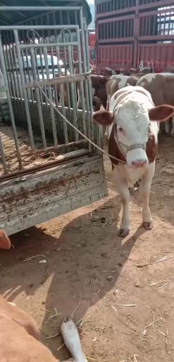 肉牛  主迎西门塔尔牛