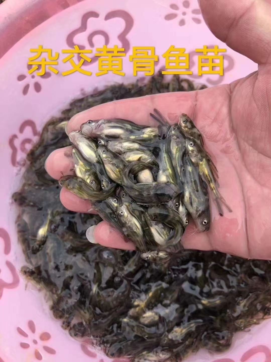 优质杂交黄骨鱼苗黄颡鱼苗抗病毒强高密度养殖