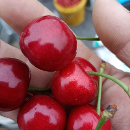 沂水县红灯樱桃 沂蒙山万亩樱桃，露天无农药添加，个大靓丽，肉厚核小，口味酸甜