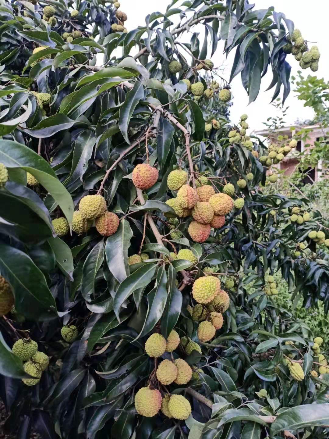 海南无核荔枝