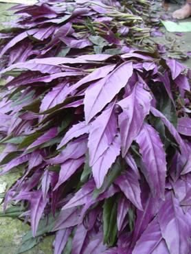 紫背天葵  紫背菜，又名观音菜，货源充足，保证质量