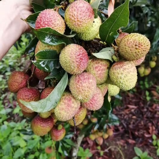 高州市妃子笑荔枝 荔枝