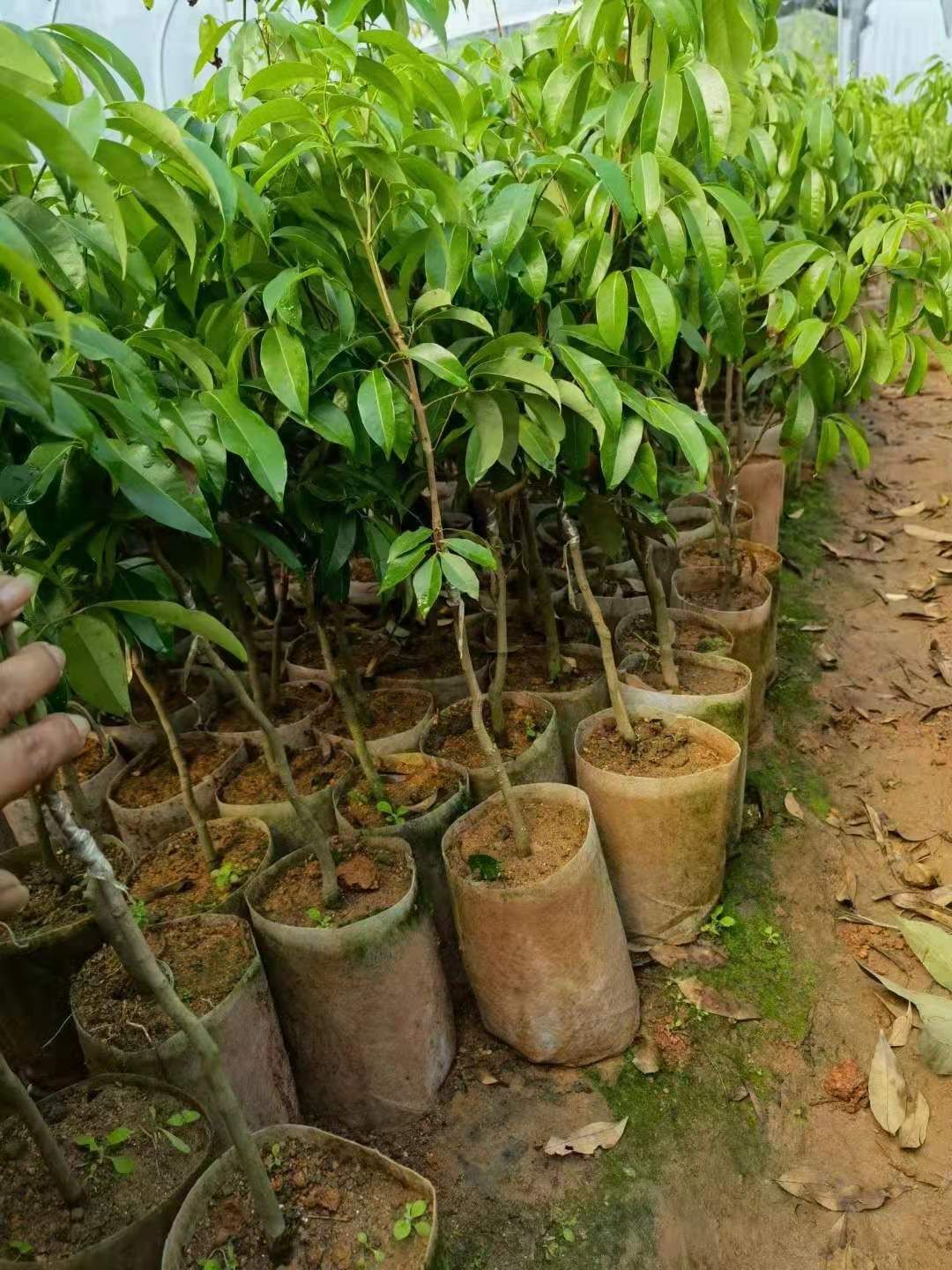 仙进奉荔枝苗广州增城区正品嫁接苗品种好易管理厂家苗圃直销包邮