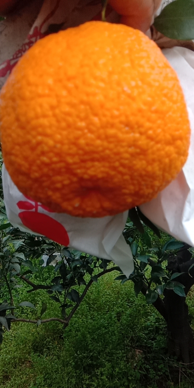 不知火 四川省眉山市丹棱县 一级果