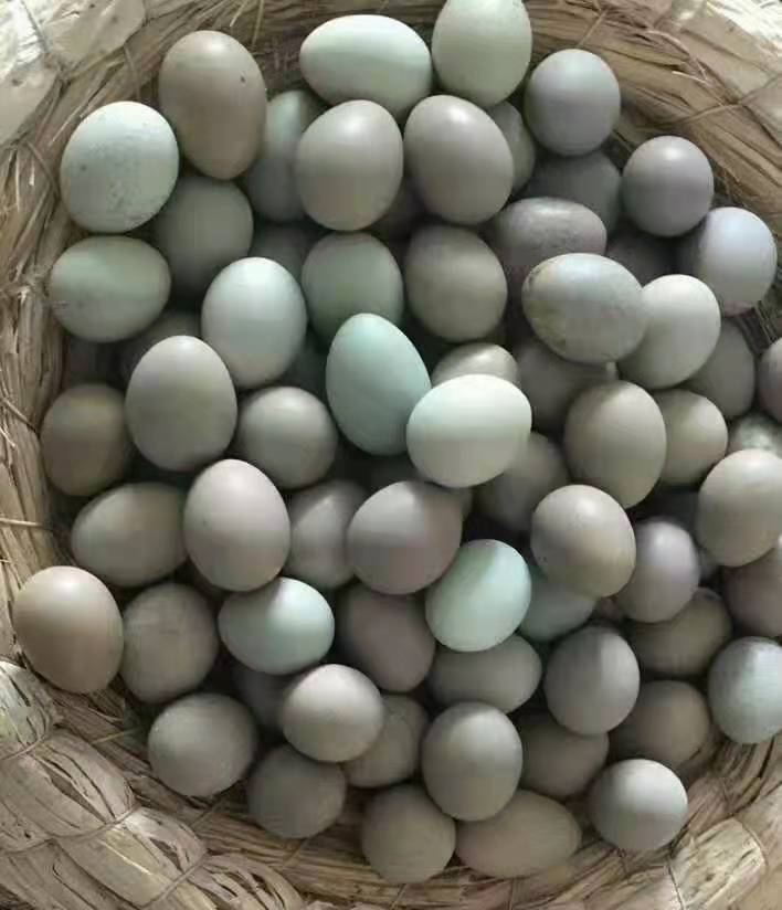 芦丁鸡 2斤以下 统货