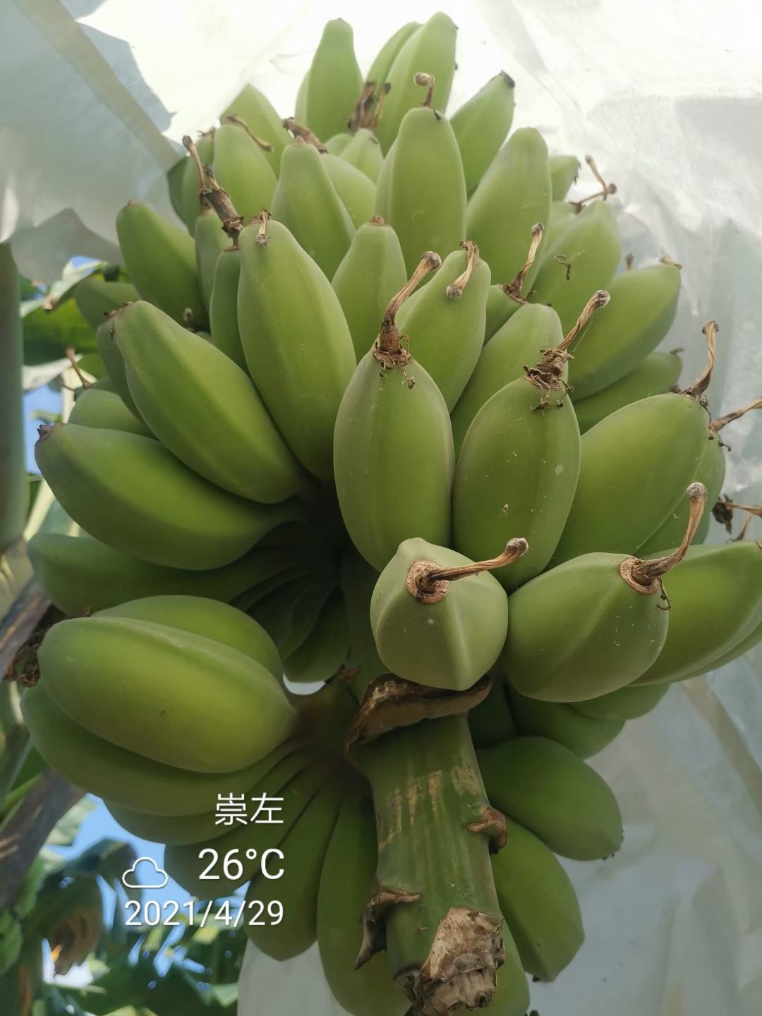 香蕉 广西壮族自治区崇左市大新县 地头通货 