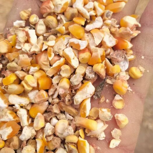 宁津县黄玉米粒  干玉米  常年供应碎玉米碎小麦开胃宝各种养殖饲料