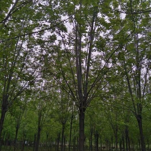 邳州市速生白蜡 12公分白蜡