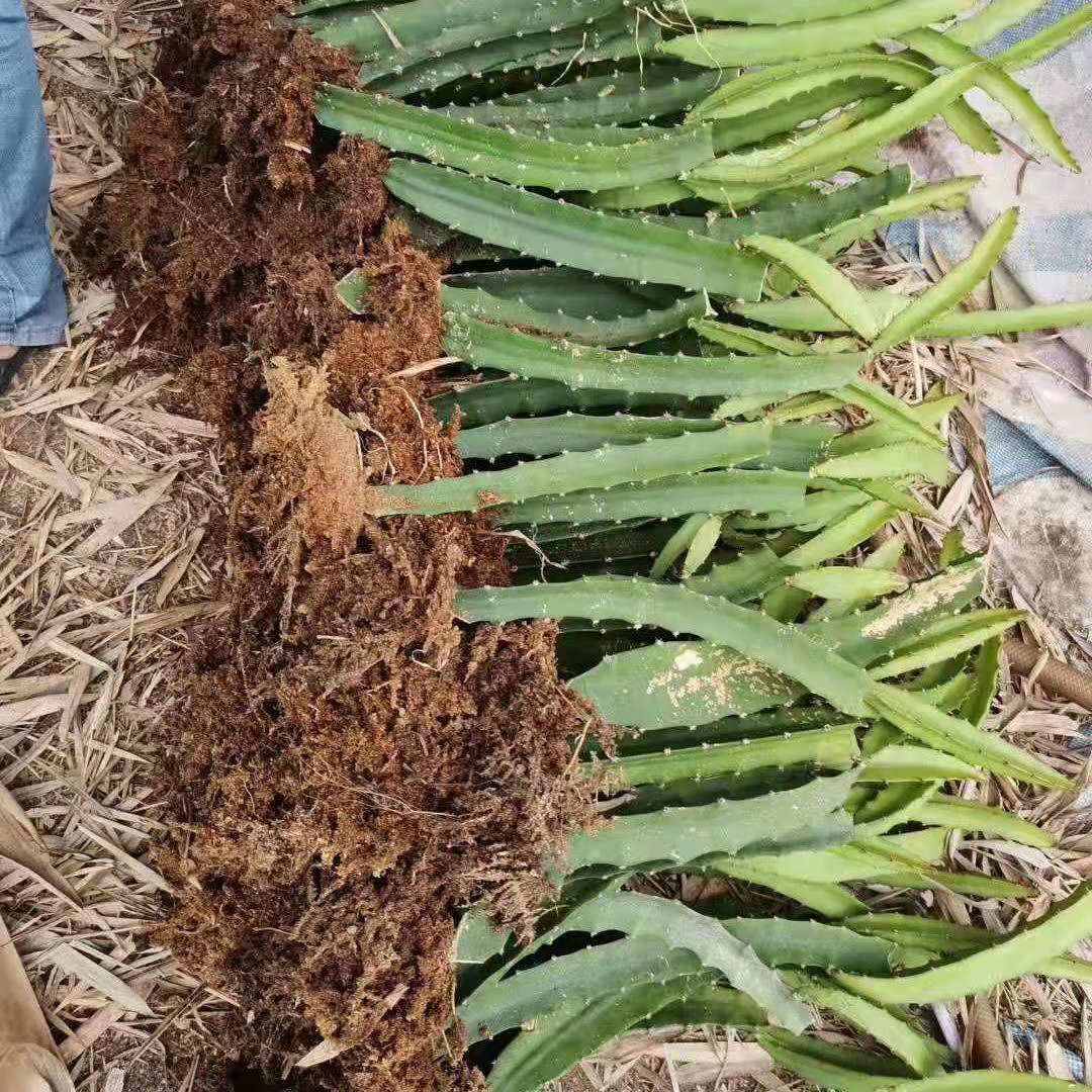 [正品]青皮红肉火龙果苗青龙火龙果苗火龙果苗青皮果苗