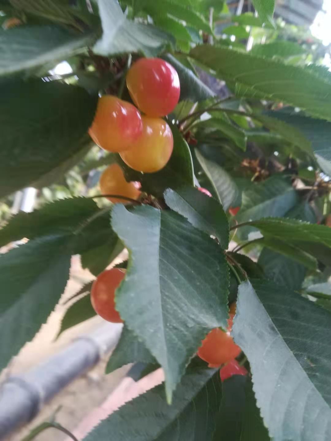 早大果樱桃  自家樱桃，便宜销售，量大更优！