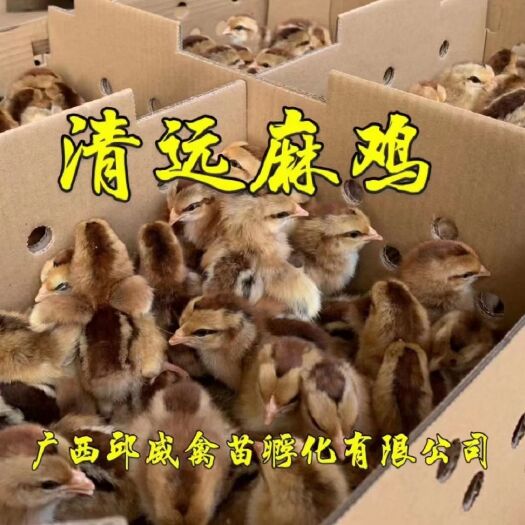 南宁清远麻鸡苗