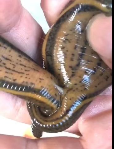 水蛭卵茧幼苗青年苗种蛭宽体金线蛭养殖技术资料量大送开口料