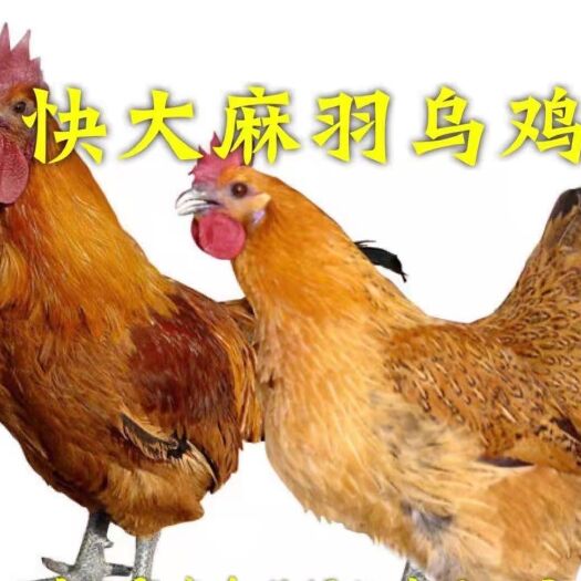 南宁麻鸡苗  快大型麻羽乌鸡
