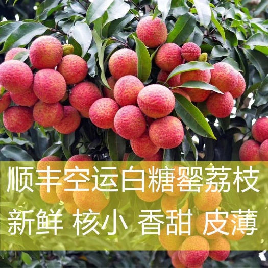 高州市白糖罂荔枝  高州白糖罂4月15号开卖 一件代发全程顺丰冷链