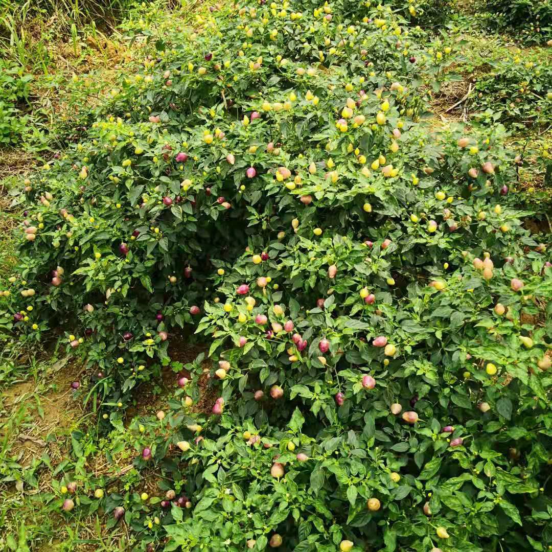 小辣椒  五彩小椒辣-泡椒特产