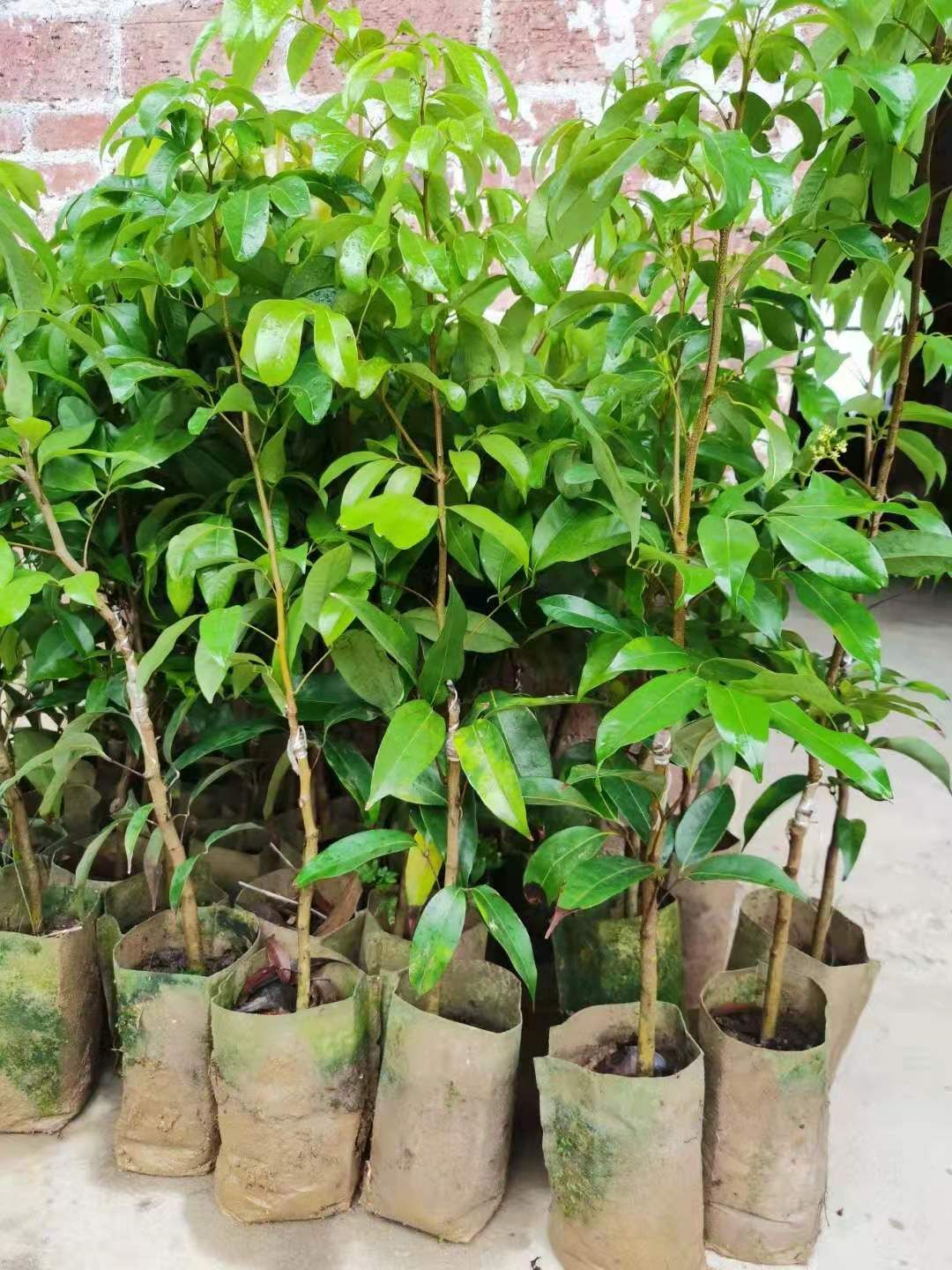 仙进奉荔枝苗广州增城区正品嫁接苗品种好易管理厂家苗圃直销包邮