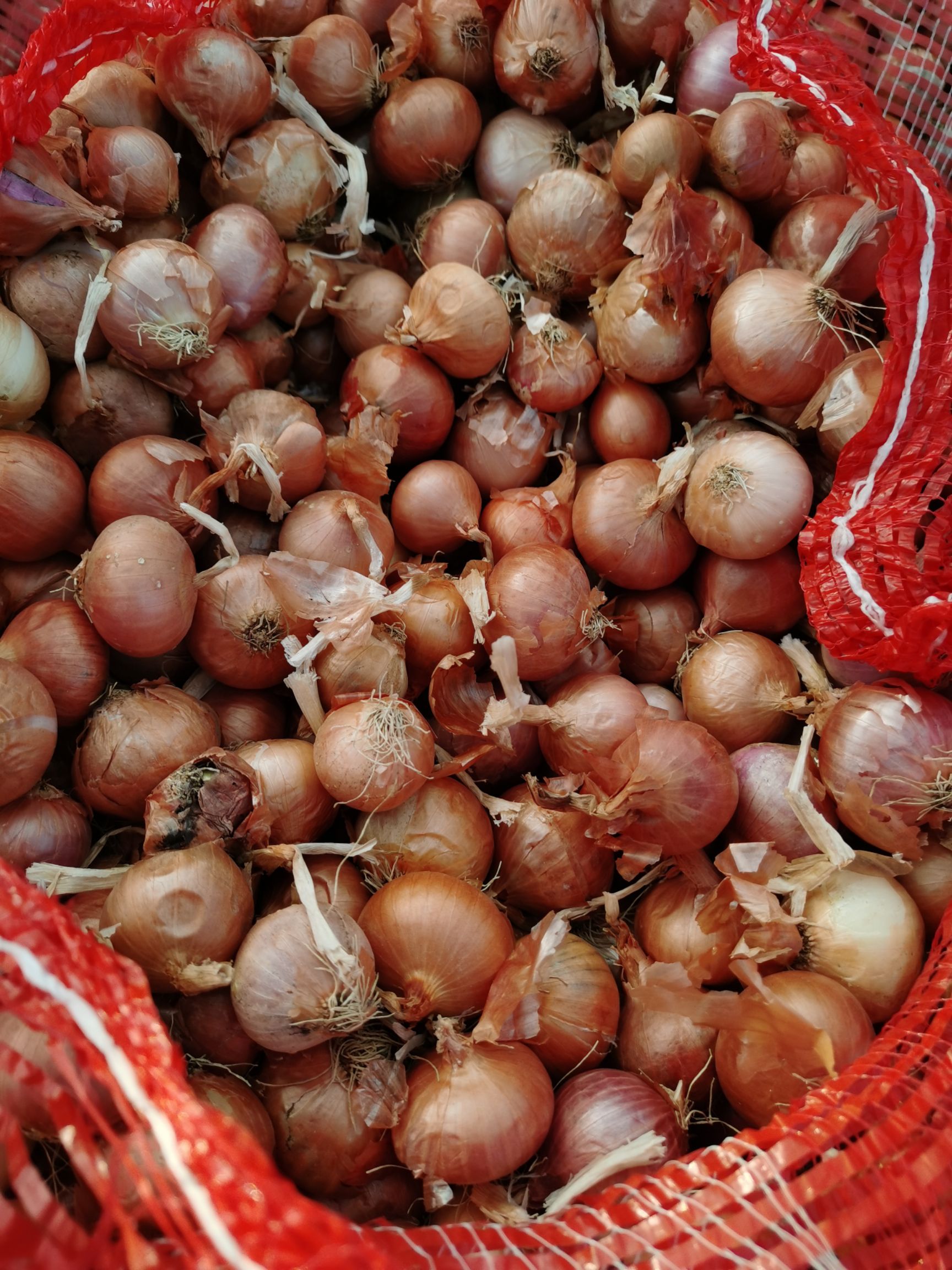 黄皮洋葱 云南省德宏傣族景颇族自治州瑞丽市 5cm以下