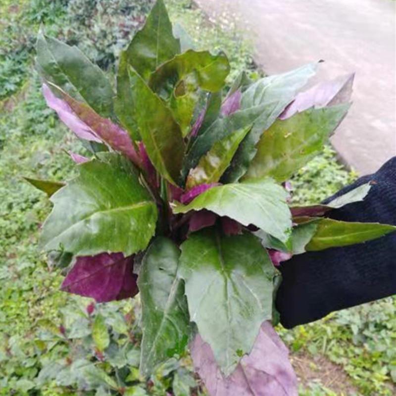 紫背天葵  紫背菜，又名观音菜，货源充足，保证质量