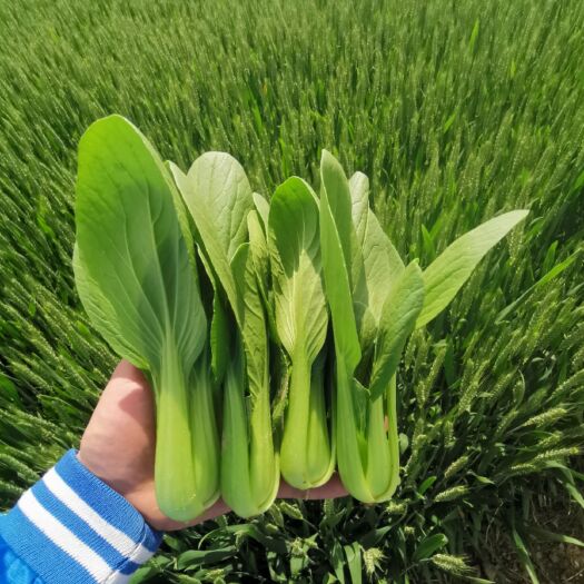 曹县北方上海青精品油菜窄帮中颗大棚种植产地山东菏泽曹县