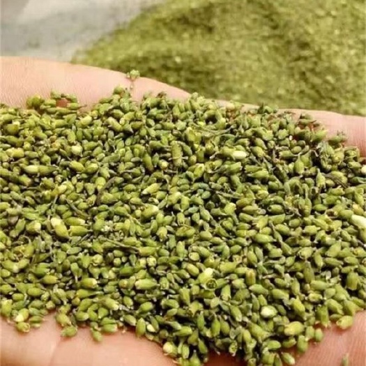 运城槐米，双季槐，黄金槐，自己的基地合作社
