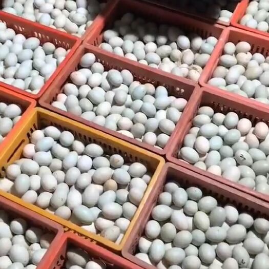 漳浦县鸭蛋 鲜鸭蛋 青壳鸭蛋 红心蛋 蛋品干净 质量上乘 长期供应