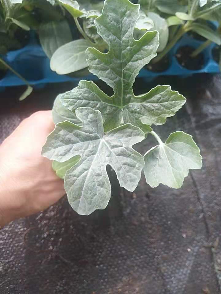 美都西瓜苗  美都嫁接西瓜苗