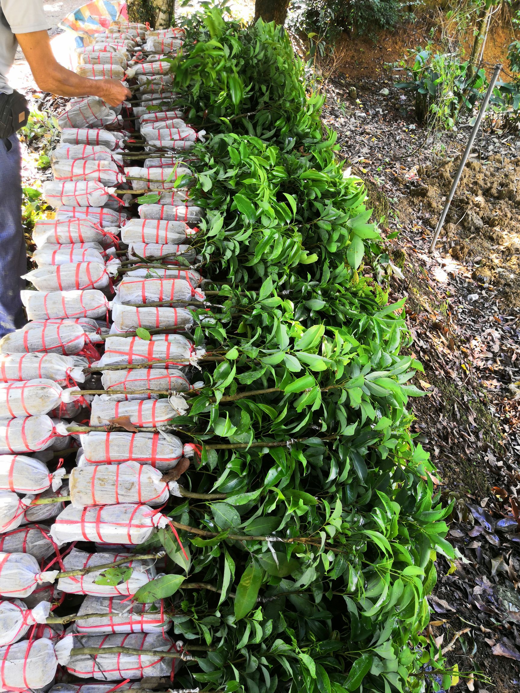 白糖罂荔枝苗又名蜂糖罂、中华红