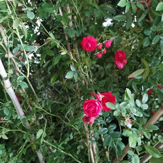 藤本月季欧月爬藤月季木香花藤蔓浓郁香味工程绿化灌木丛篱笆围