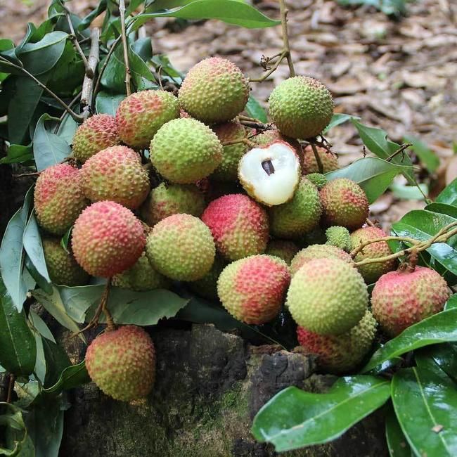 预售广西灵山县 妃子笑荔枝常年供应高品质荔枝