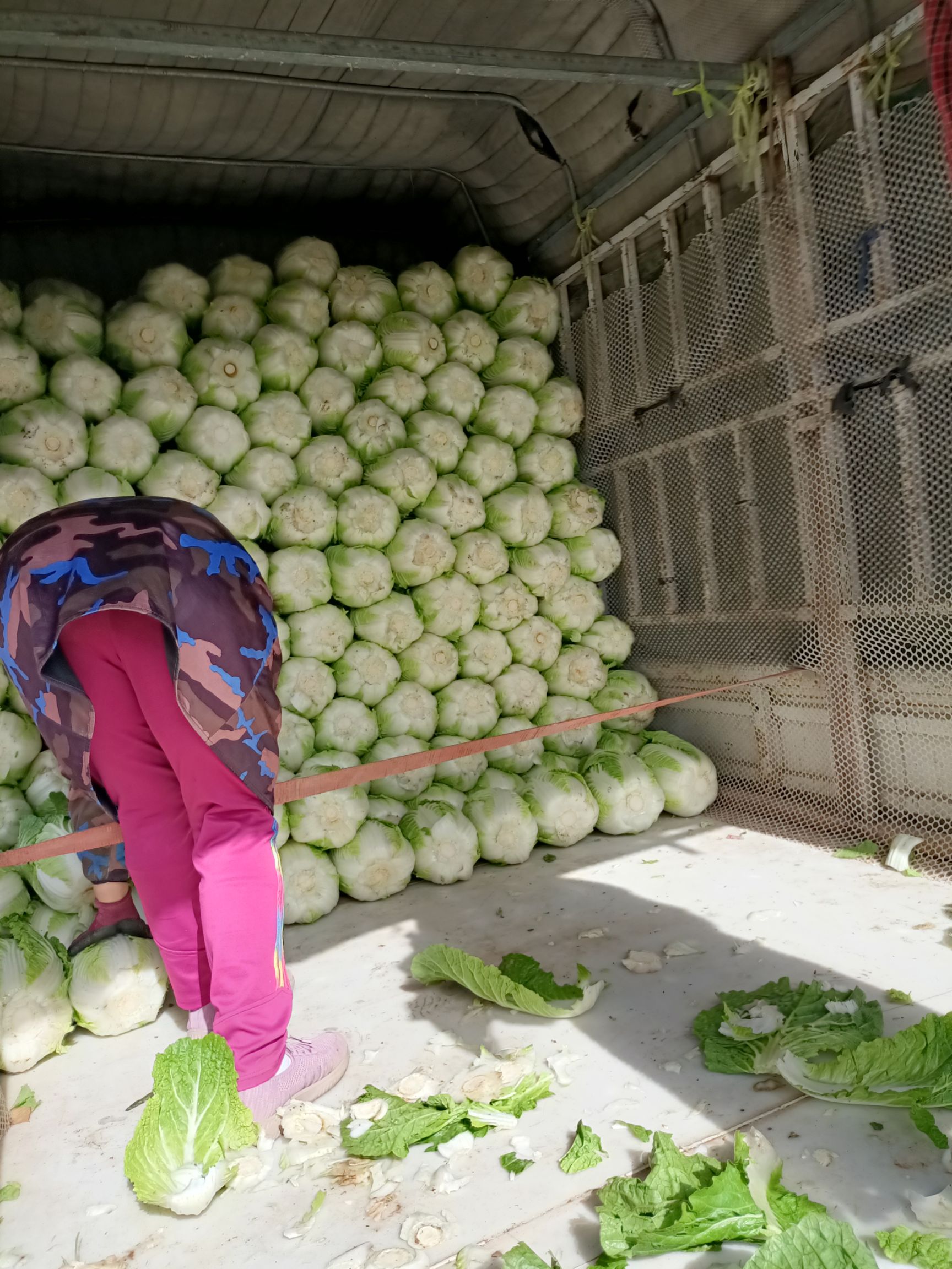 黄心大白菜  安徽大白菜 现在已经大量上市  