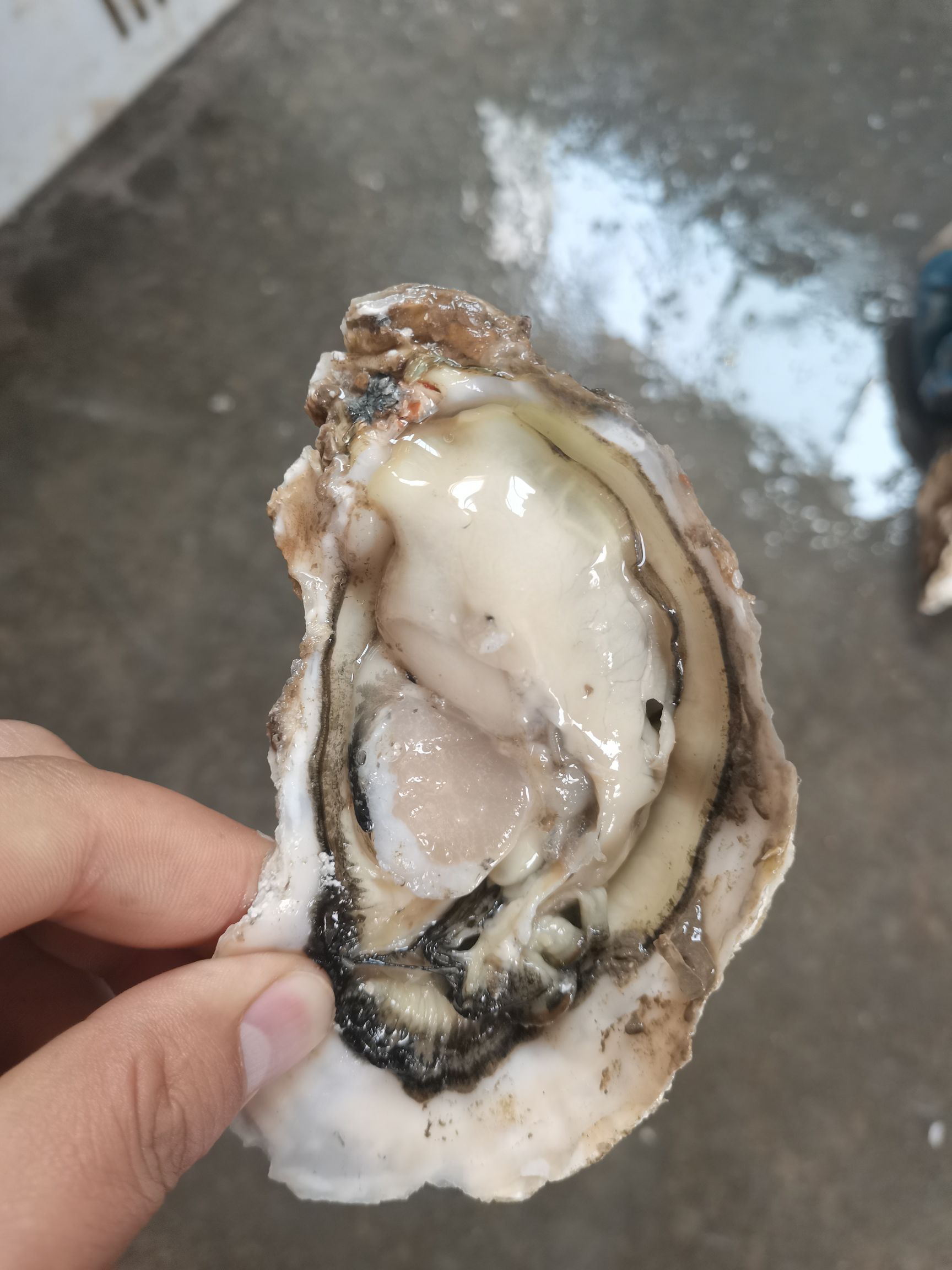 净化蚝  乳山生蚝一手货源直供