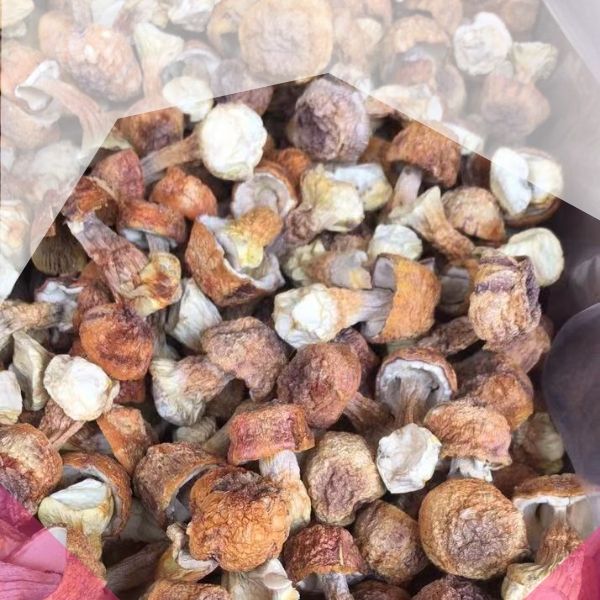 姬松茸金黄小菇，产地直发，自产自销专业种植合作社，有检测