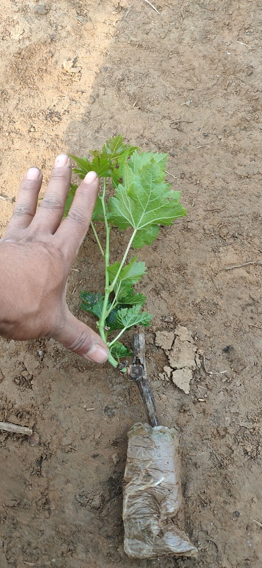 红地球葡萄苗  营养袋红提葡萄苗基地直接发货一手货源