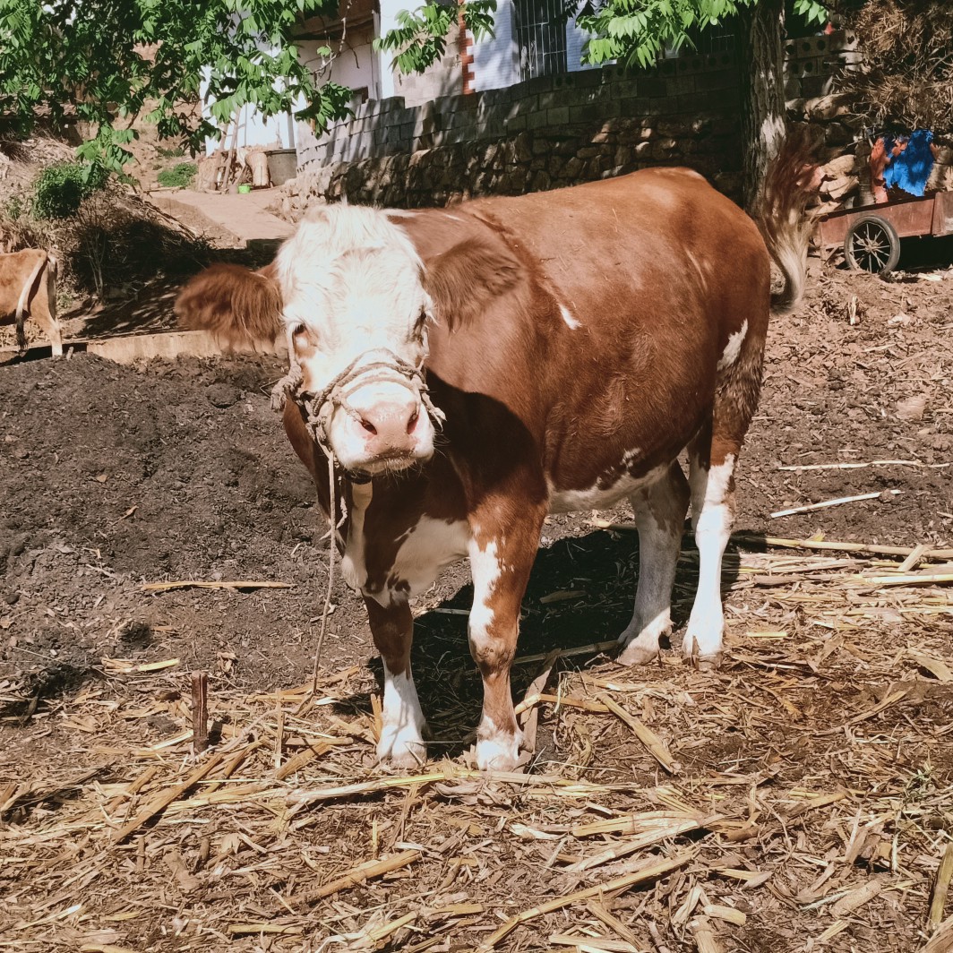 西门塔尔牛 全部圆口保胎，毛重一千多